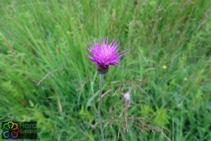 Cirsium_dissectum (1)7.jpg